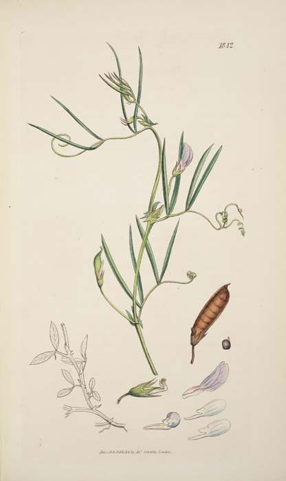 (BOTANICAL.) Sowerby, James; and Smith, James: (BOTANICAL.) Sowerby, James; and Smith, James Edward. English Botany. 2592 hand-colored plates. 36 volumes. 8vo, contemporary uniform 1/2 morocco, backstrips darkened, several covers loose, a few spin