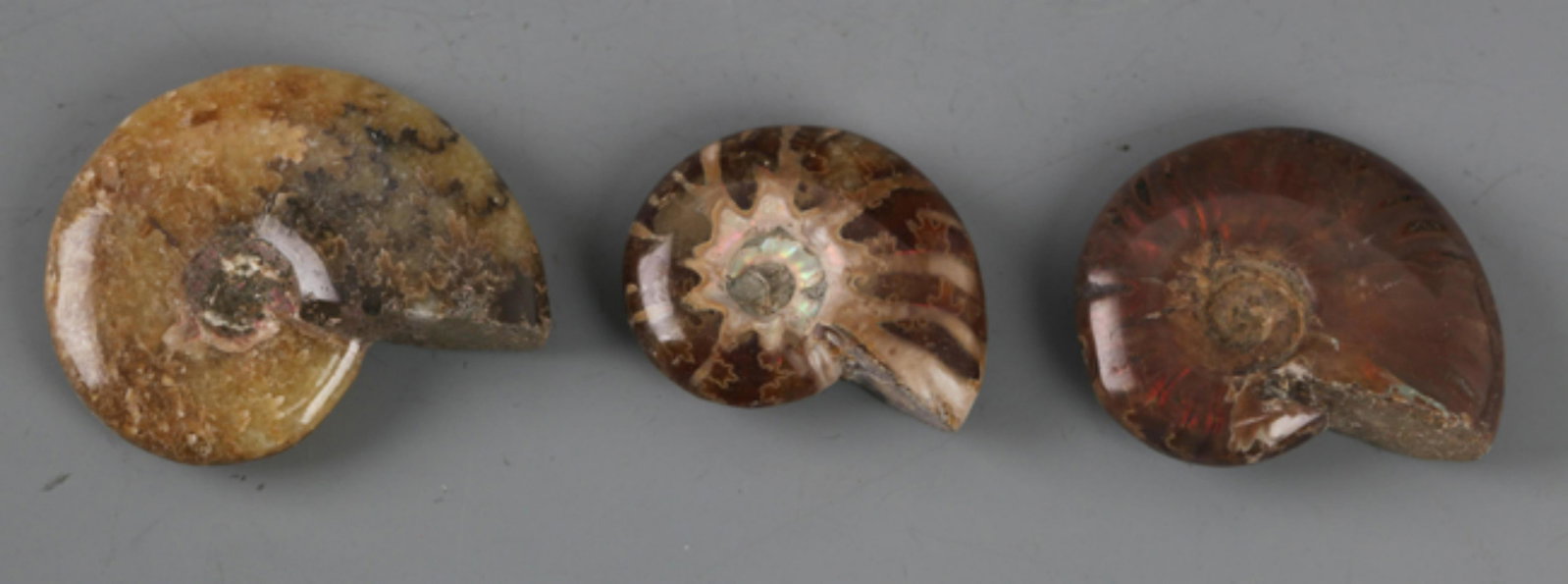 GROUP OF THREE NAUTILUS FOSSIL: Diameter:1.3 inch; 1.9 inch