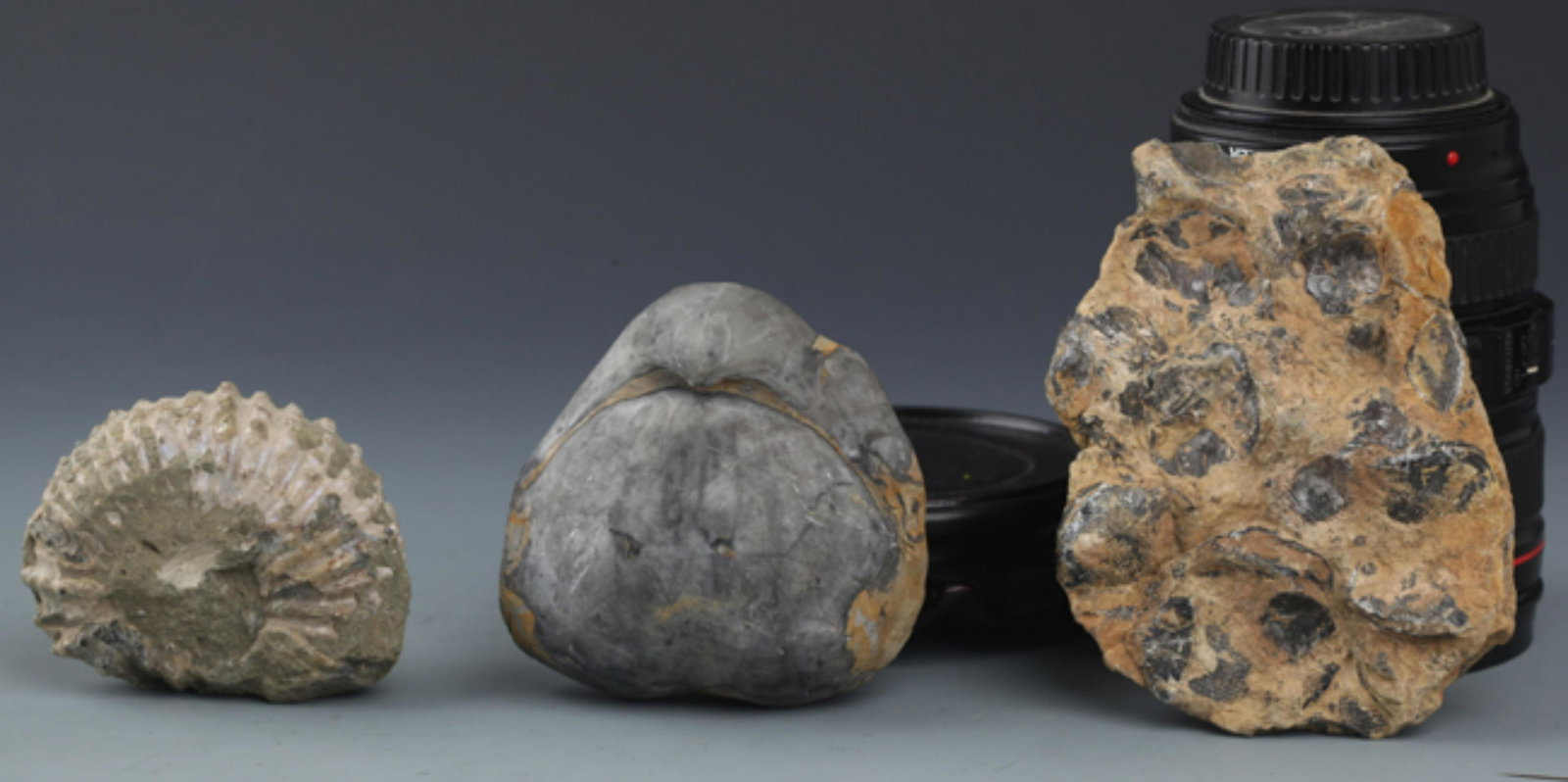 GROUP OF FIVE SEASHELL FOSSIL: Long:3.00 inch; 5.00 inch; 3.2 inch