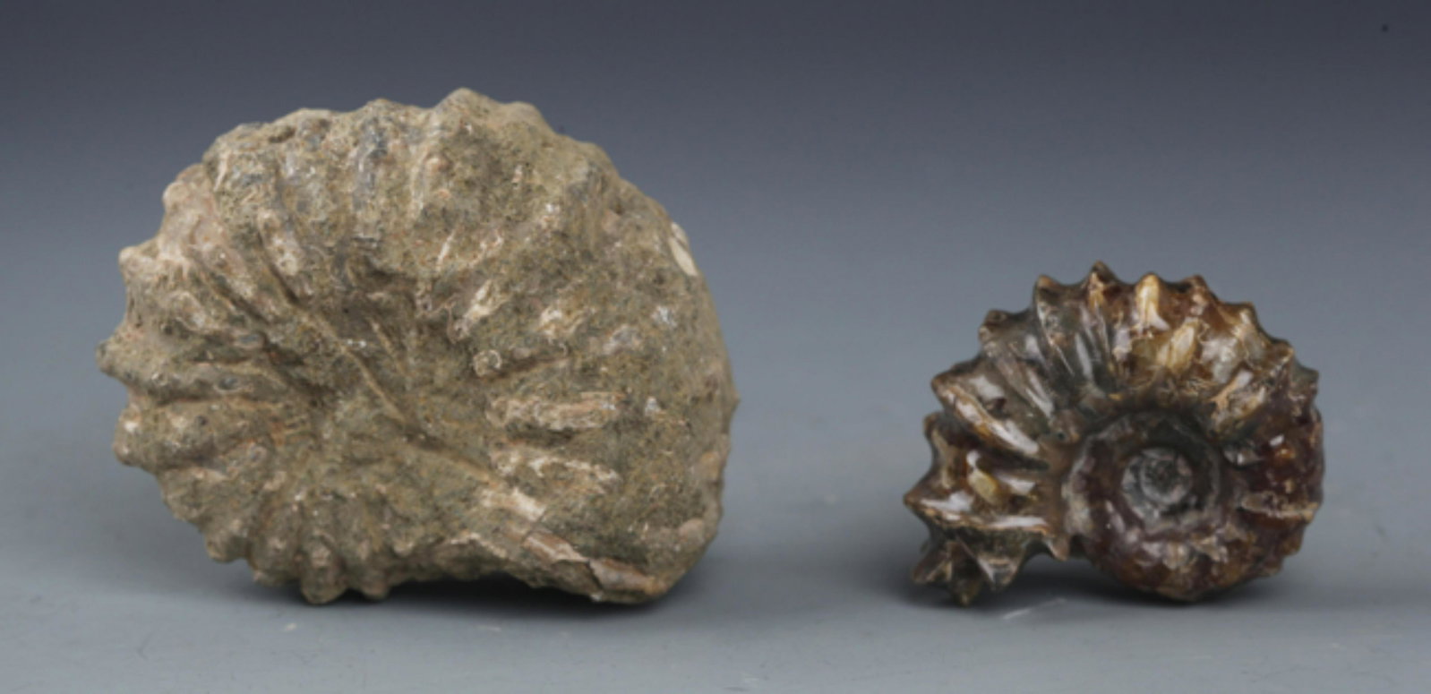 GROUP OF TWO NAUTILUS FOSSIL: Diameter:1.6 inch; 2.5 inch
