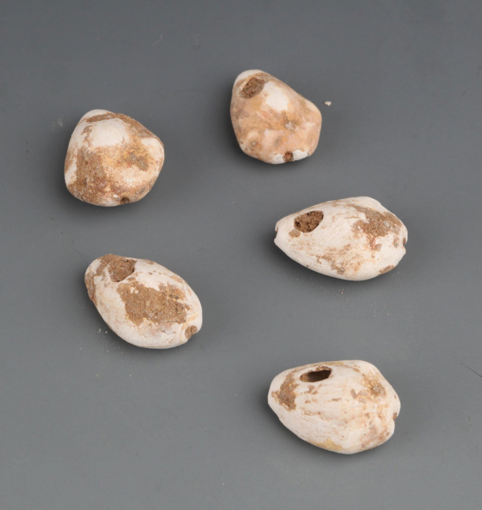 GROUP OF FIVE SEASHELL FOSSIL: Size Varies