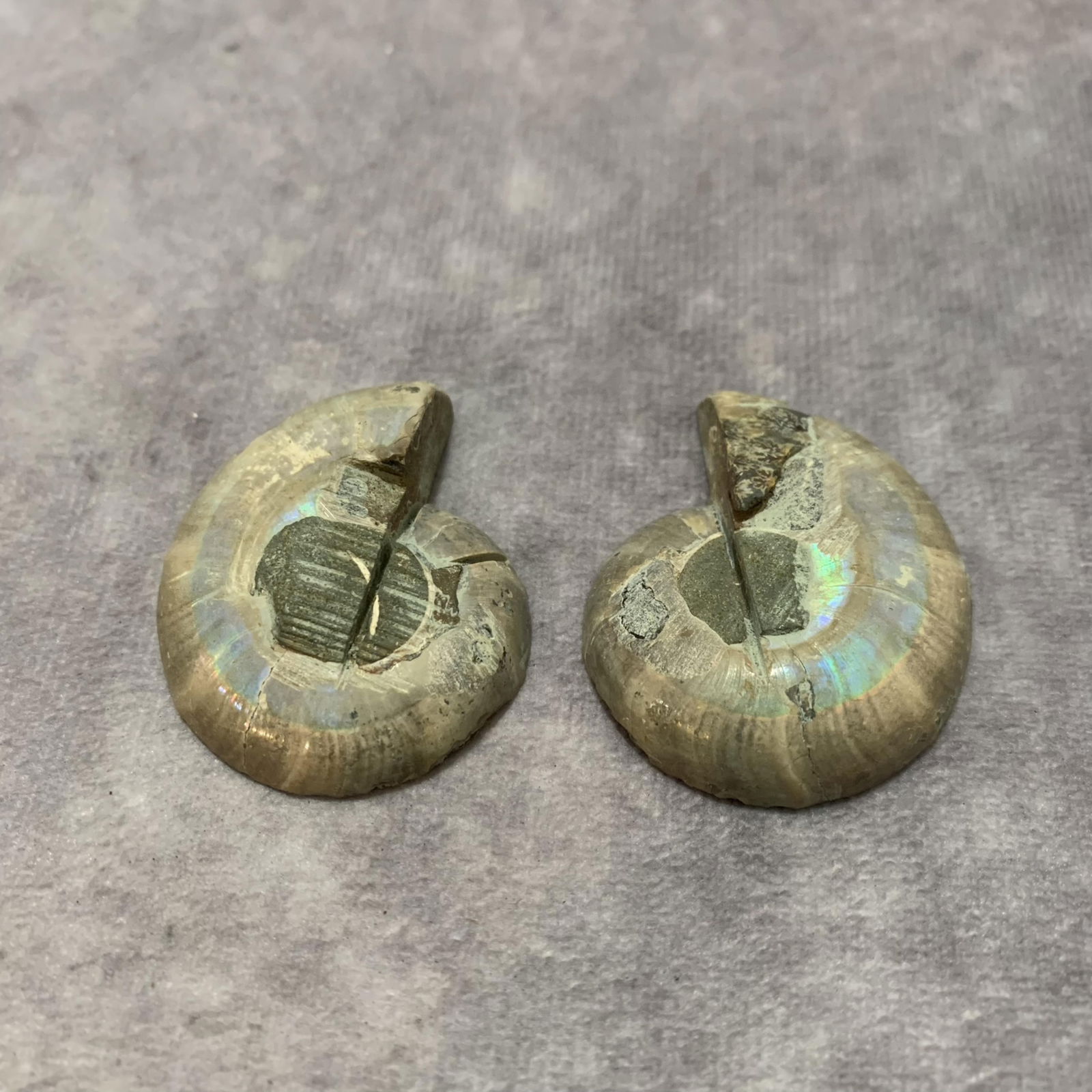 PAIR OF NAUTILUS FOSSIL: Diameter: 1.6 inch;