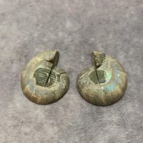 PAIR OF NAUTILUS FOSSIL