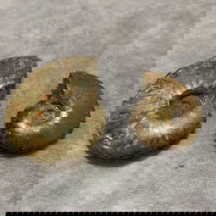 PAIR OF NAUTILUS FOSSIL: Diameter: 1.4 inch; Diameter: 2.0 inch;