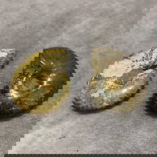 PAIR OF NAUTILUS FOSSIL: Diameter: 1.5 inch to Diameter: 1.6 inch;