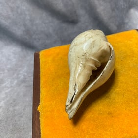QING DYNASTY TIBETAN BUDDHIST RITUAL CONCH