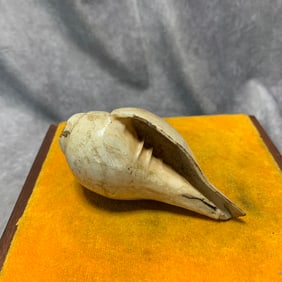 QING DYNASTY TIBETAN BUDDHIST RITUAL CONCH