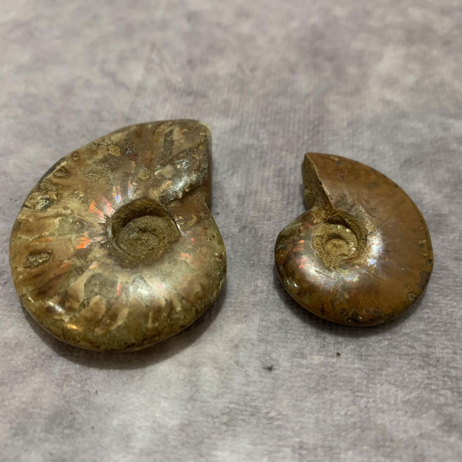 PAIR OF NAUTILUS FOSSIL (1 of 2)