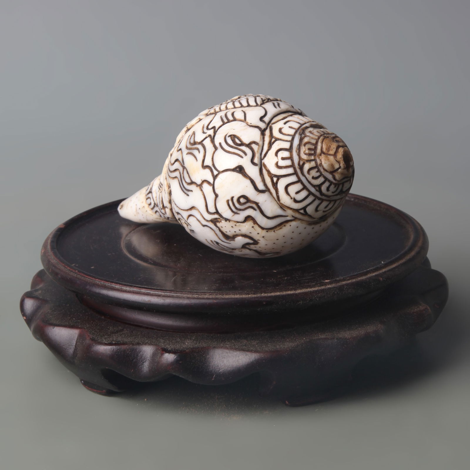 A FINE TIBETAN BUDDHIST DHARMA CONCH: Qing Dynasty; Long: 4.5 inch; Width: 2.4 inch;