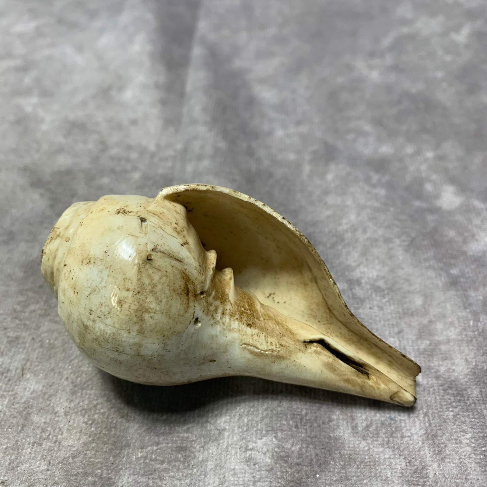 QING DYNASTY TIBETAN BUDDHIST RITUAL CONCH: Qing Dynasty; Long: 3.5 inch; Width: 1.9 inch; High; 1.6 inch