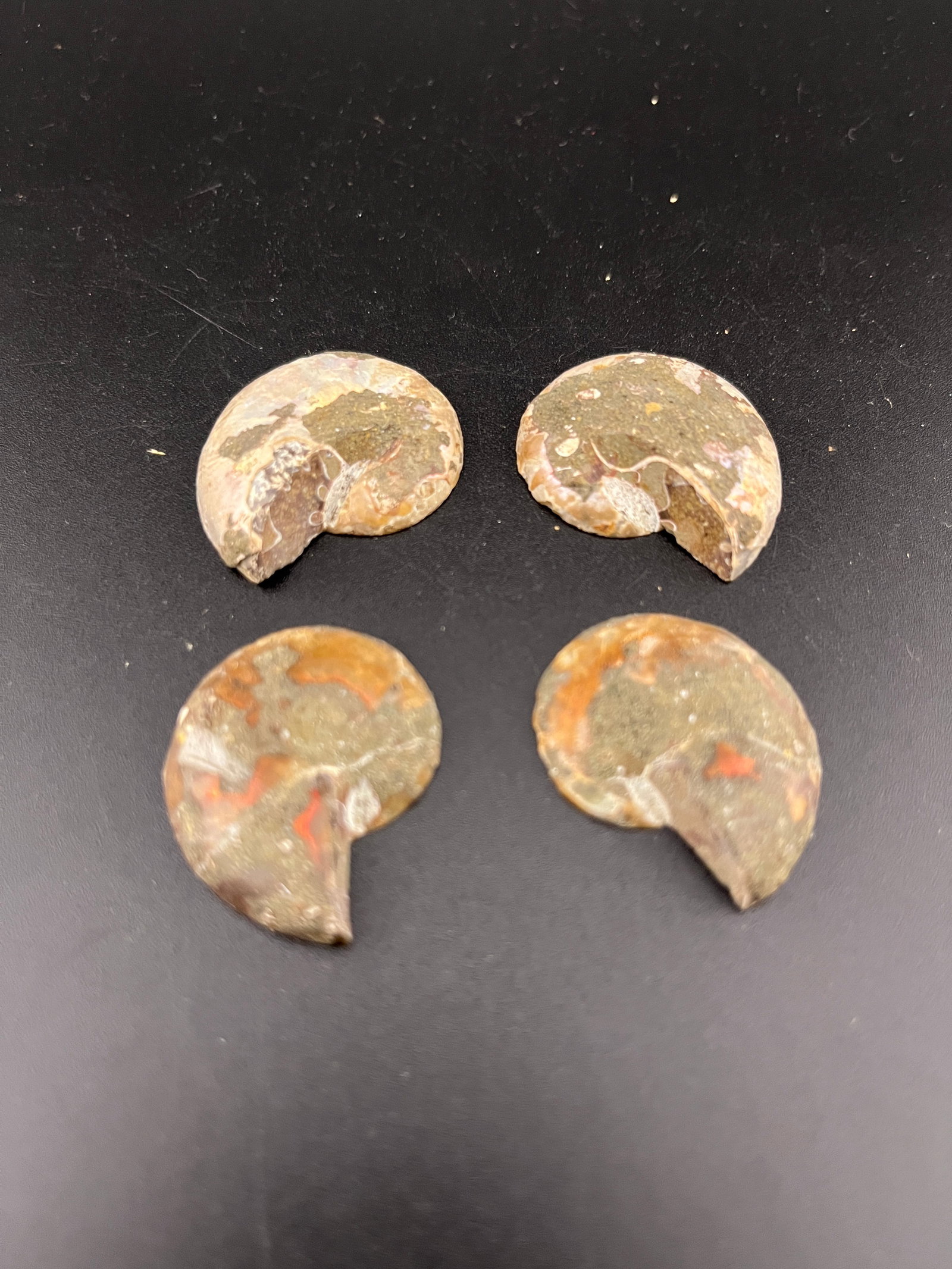 GROUP OF TWO AMMONITE FOSSILS (1 of 3)