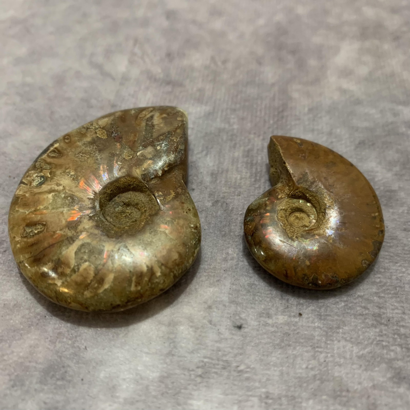 PAIR OF NAUTILUS FOSSIL: Diameter:1.4 inch to Diameter:2.0 inch