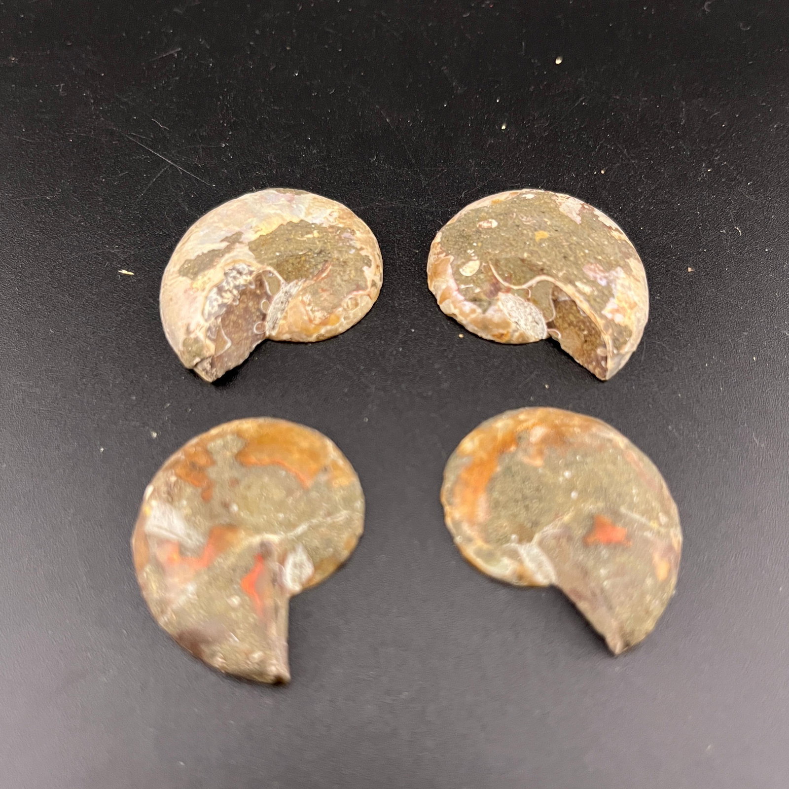 GROUP OF TWO AMMONITE FOSSILS: ; Long: 1.1 inch; Width: 0.9 inch; High: 0.2 inch?Long: 1.1 inch; Width: 0.9 inch; High: 0.2 inch?Long: 1.2 inch; Width: 0.9 inch; High: 0.3 inch?Long: 1.2 inch; Width: 0.9 inch; High: 0.3 inch.