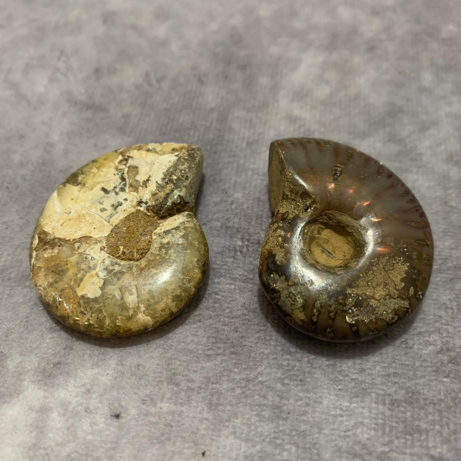 PAIR OF NAUTILUS FOSSIL: Diameter: 1.5 inch; to Diameter: 1.6 inch; . Wooden base for display only