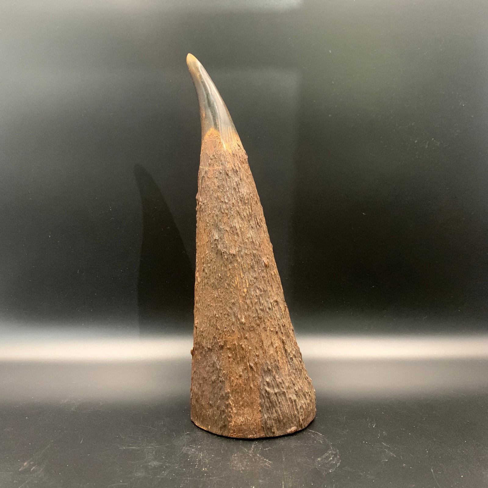 A FINE WATER BUFFALO HORN SPECIMEN