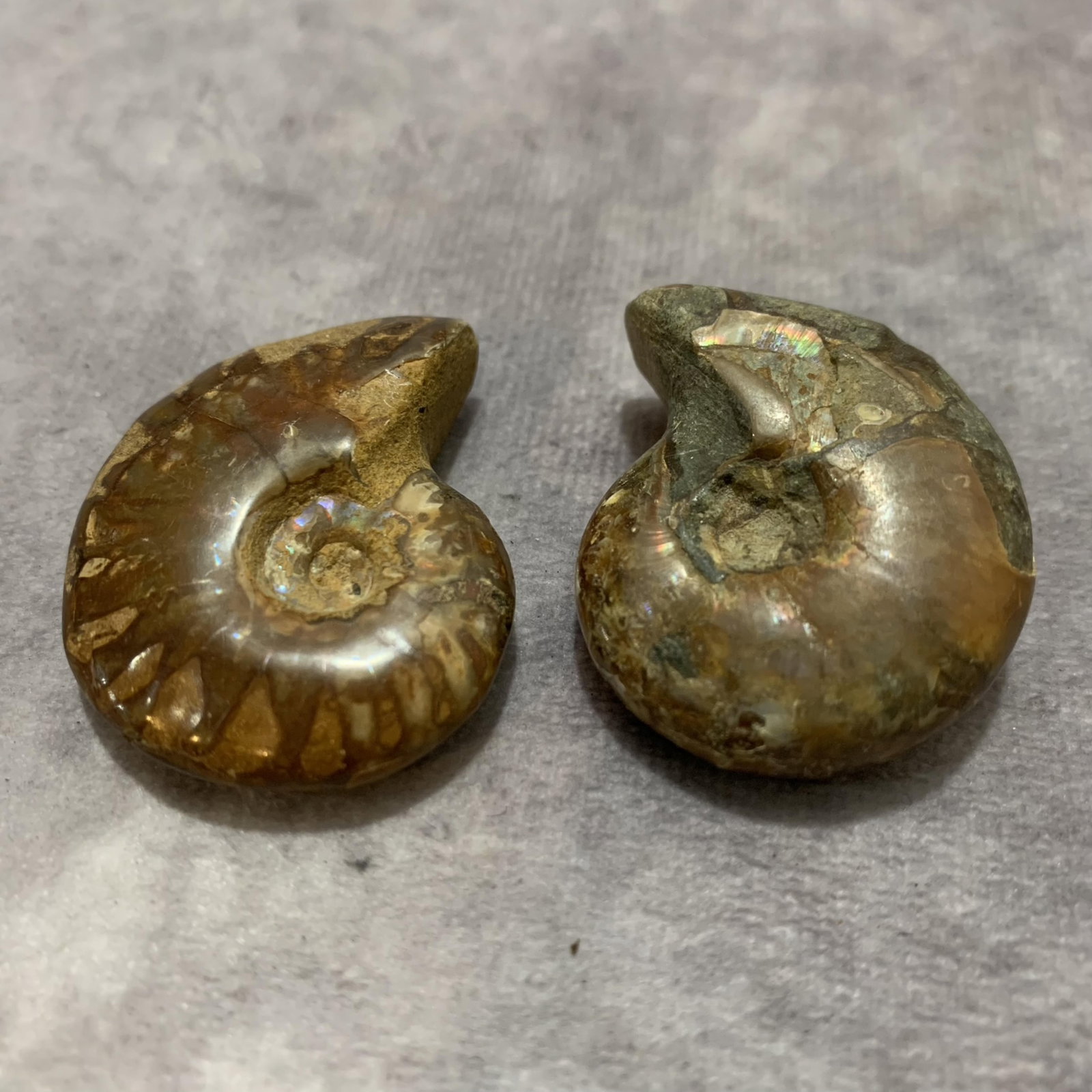 PAIR OF NAUTILUS FOSSIL: Diameter: 1.5 inch to Diameter: 1.6 inch. Wooden base for display only