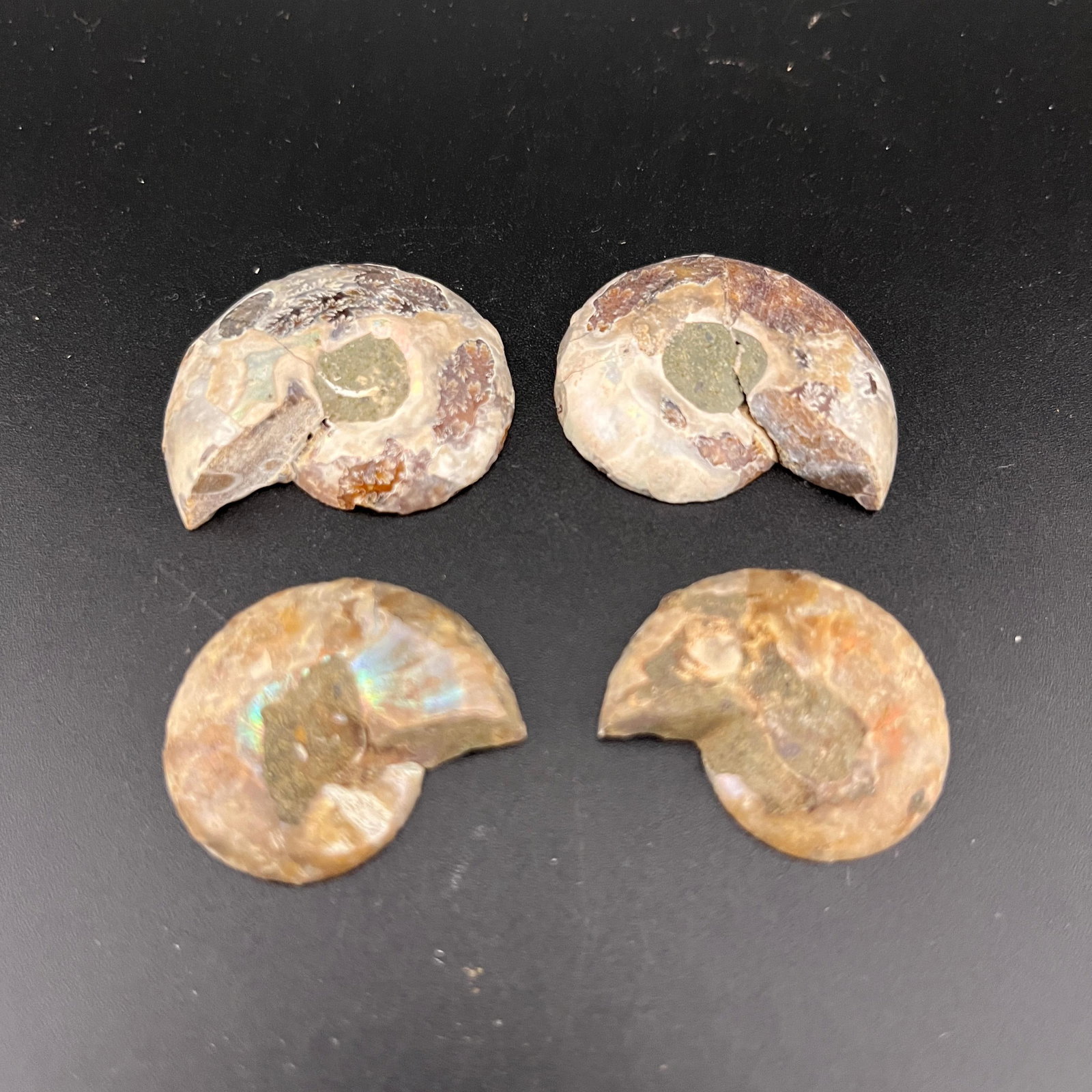 PAIR OF FOSSILIZED AMMONITE SHELLS