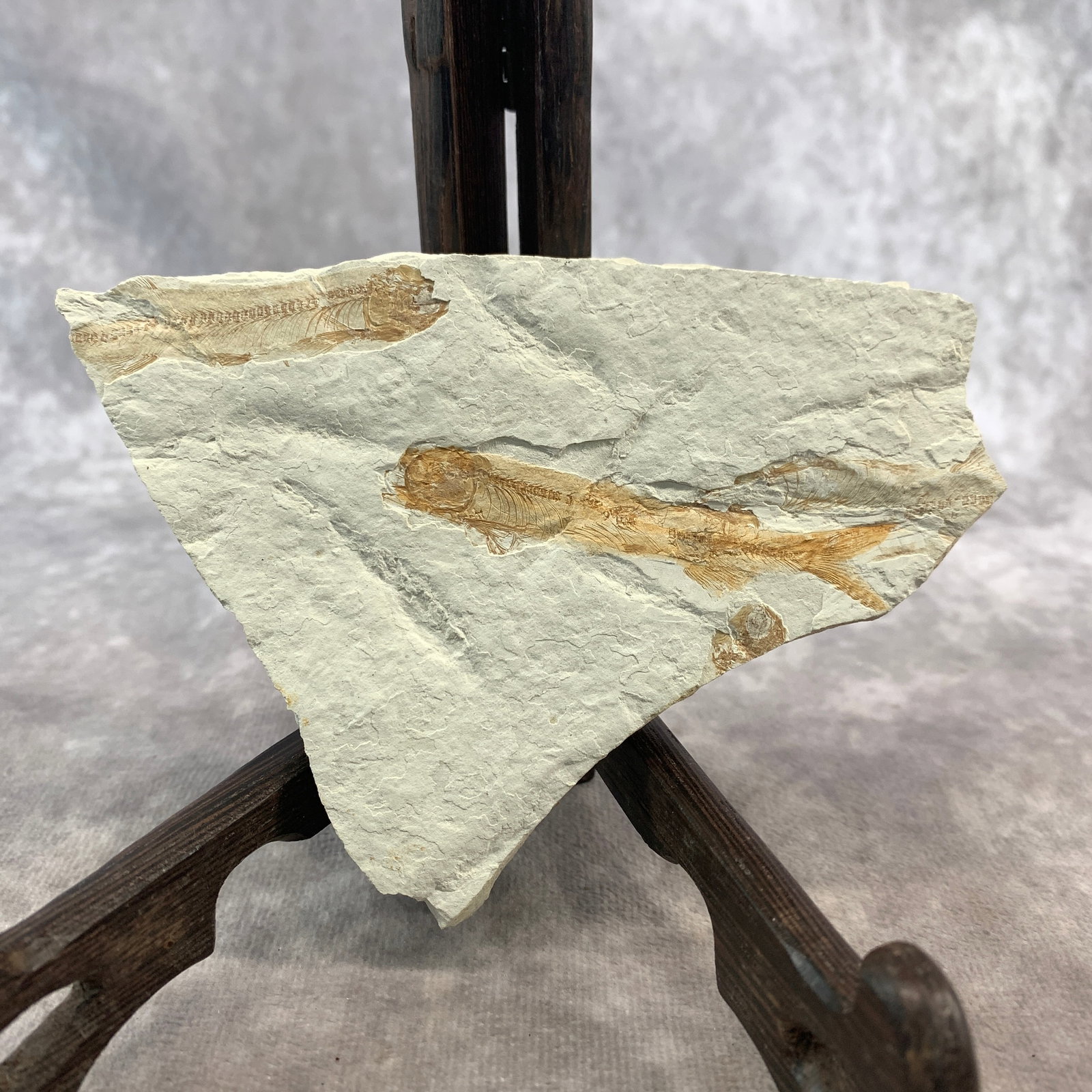 LYCOPTERA FOSSIL