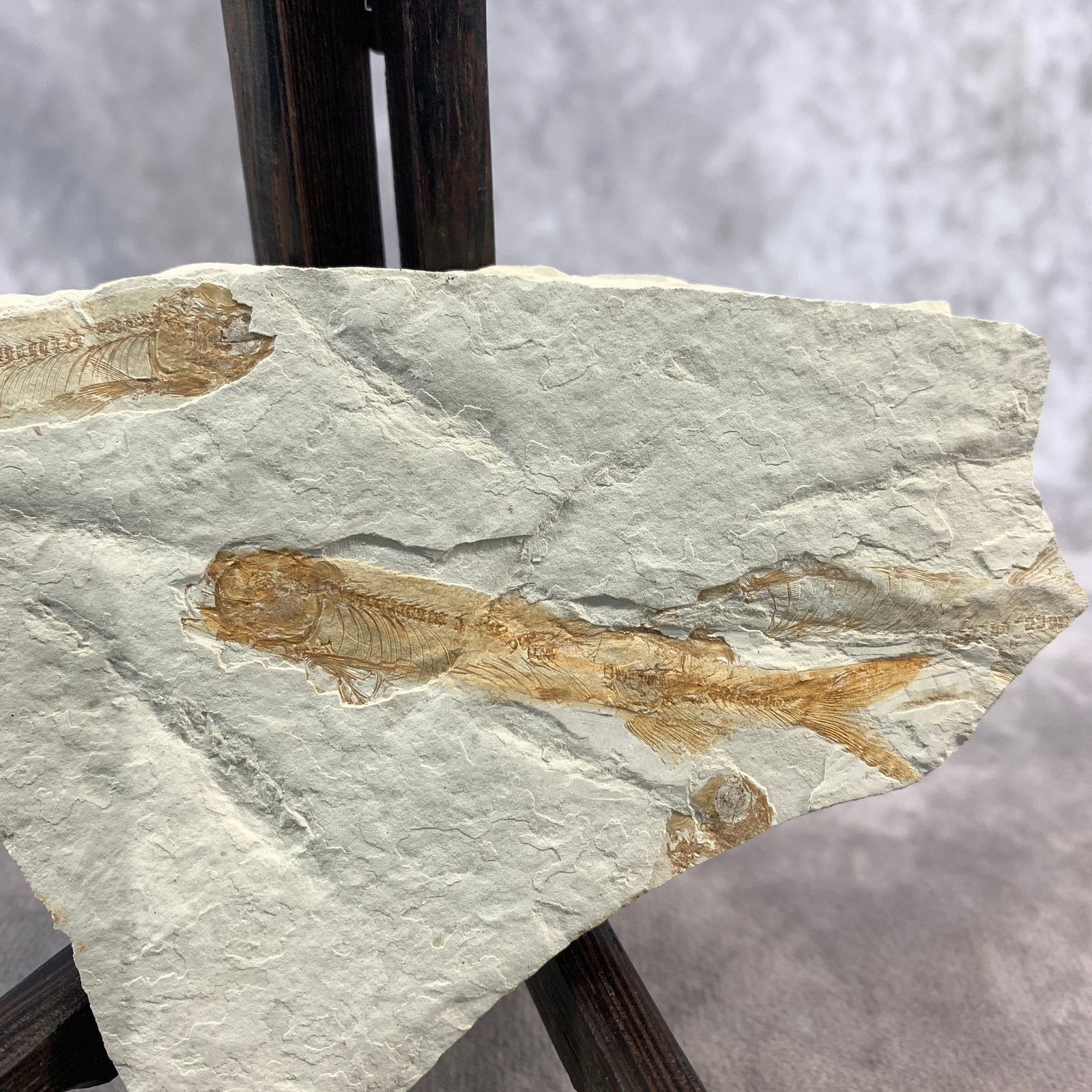 LYCOPTERA FOSSIL - 2