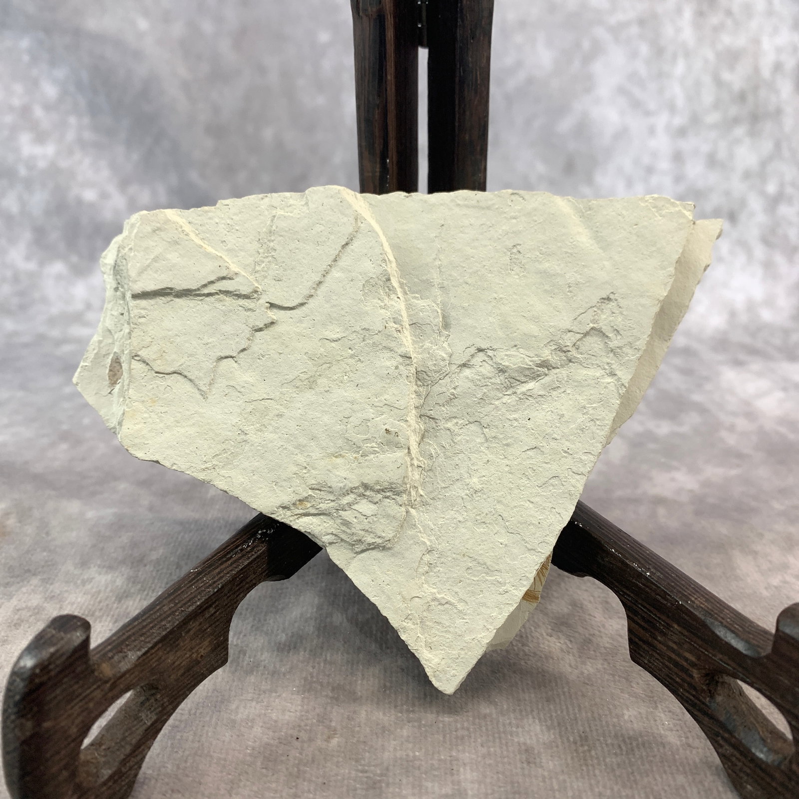 LYCOPTERA FOSSIL - 3