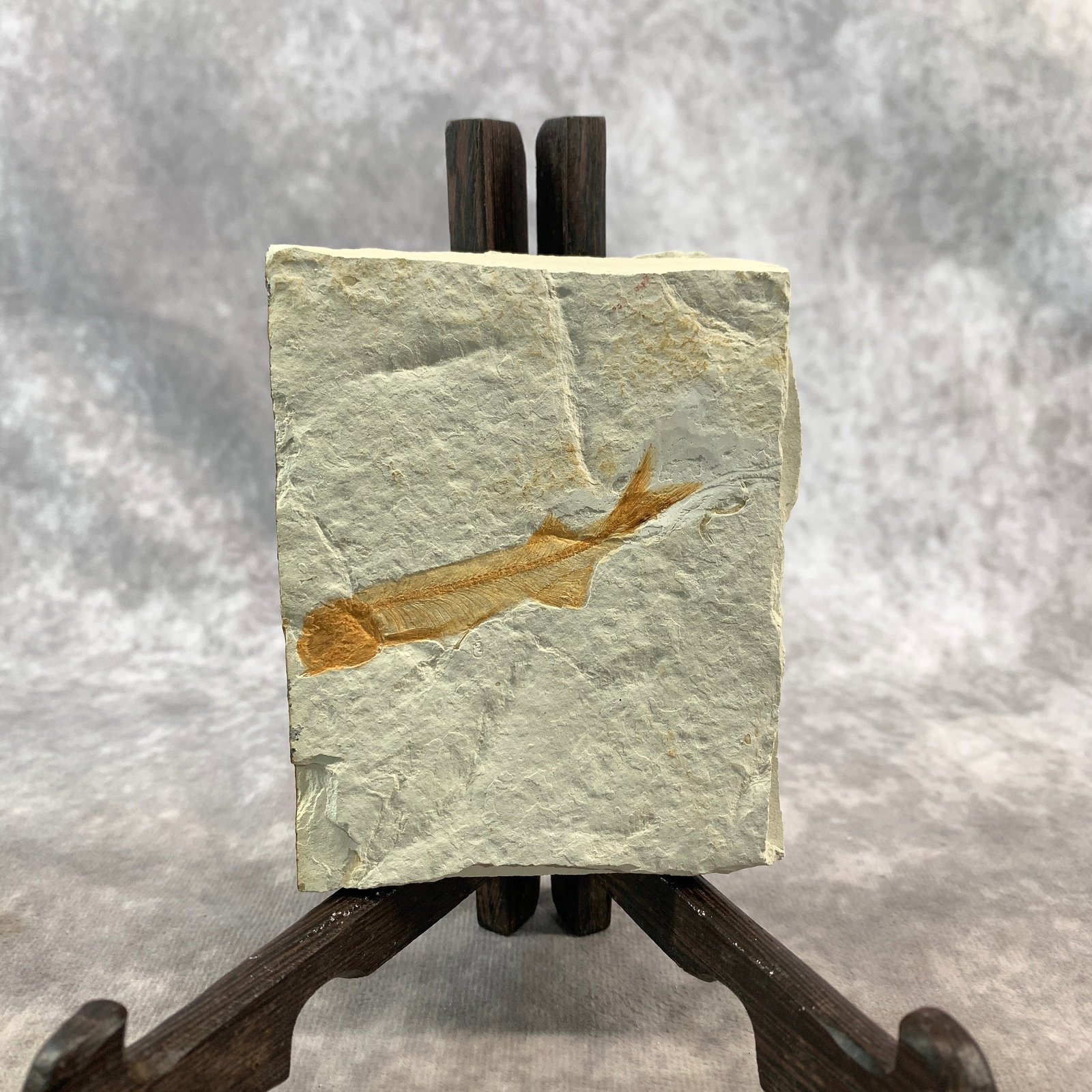 LYCOPTERA FOSSIL