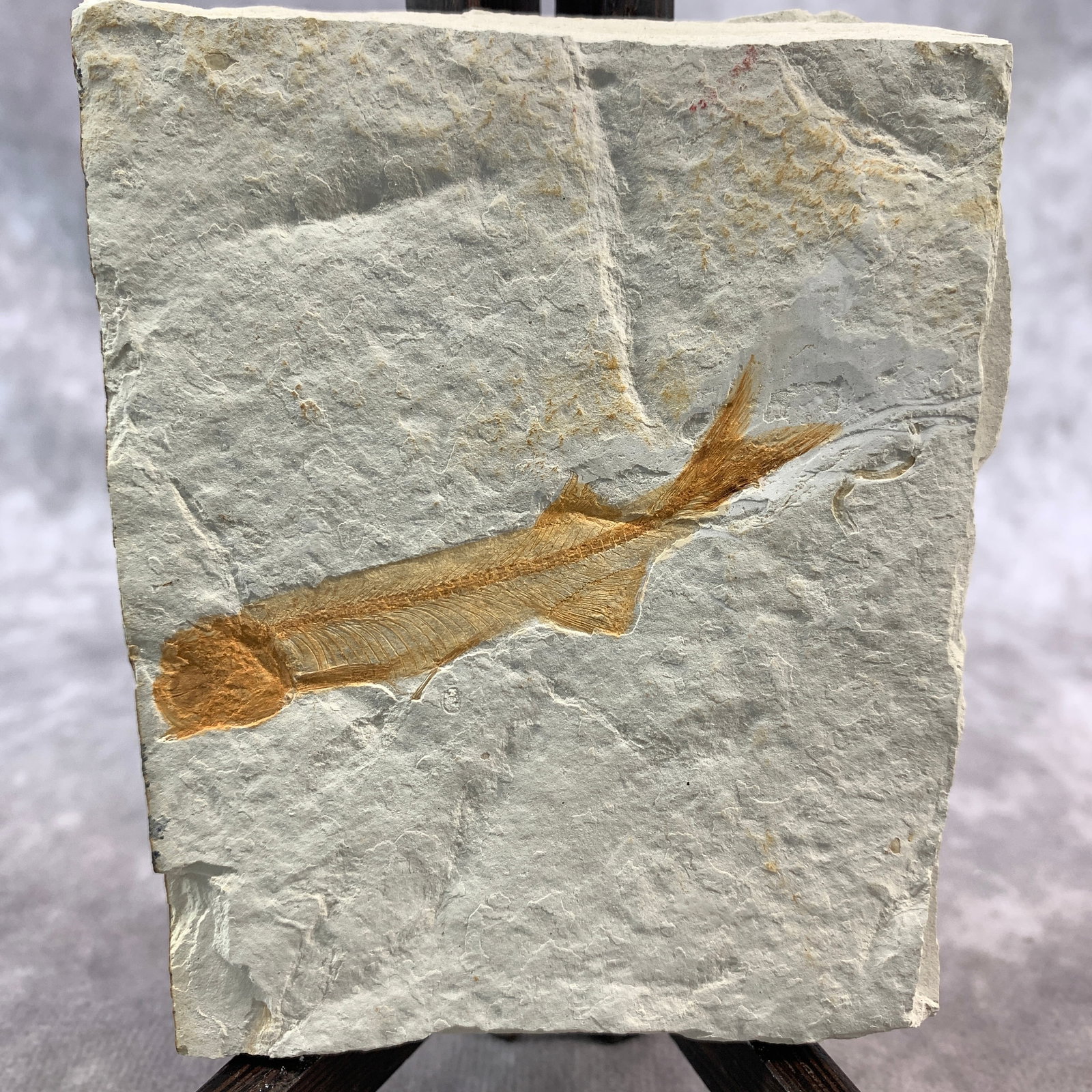 LYCOPTERA FOSSIL - 2