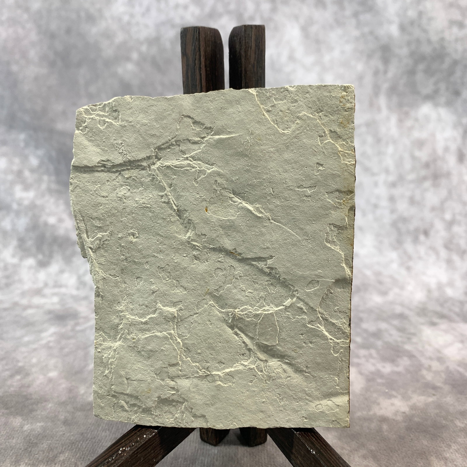 LYCOPTERA FOSSIL - 3