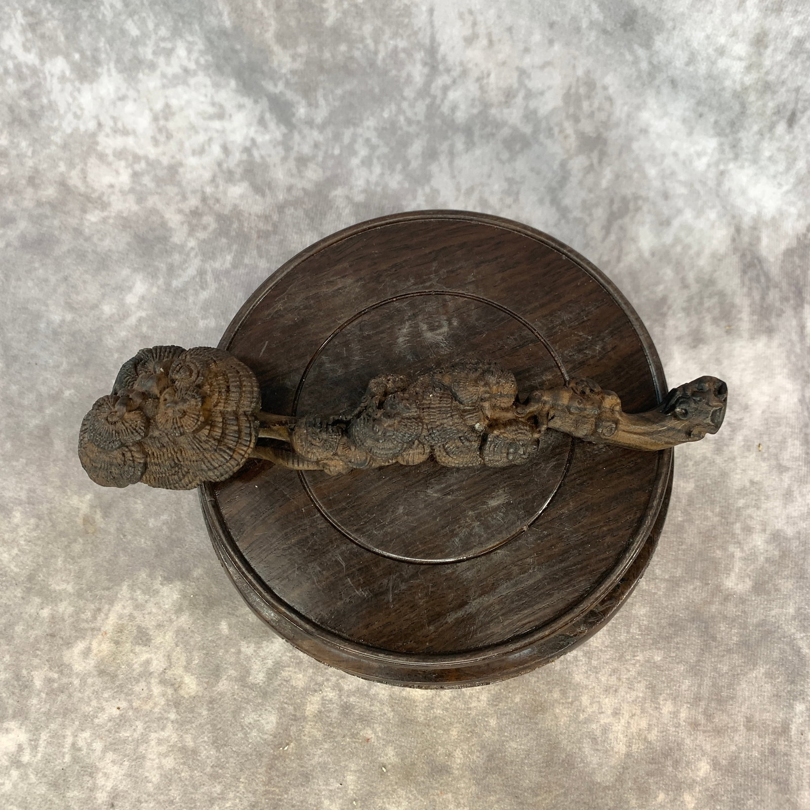 A CARVED BOXWOOD OR HARDWOOD 'LINGZHI' SCEPTER (RUYI): 20th Century; Long: 7.8 inch; Width:1.6 inch; High: 1.5 inch; wooden base for picture and display purpose only.