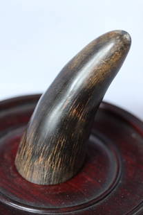 A RHINO HORN: H: 3 1/4" For domestic sales only. William's Auctions is not responsible for any paperwork.