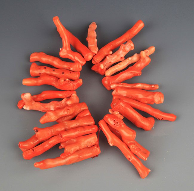 A GROUP OF 24 CORAL: Modern, L:2.25in