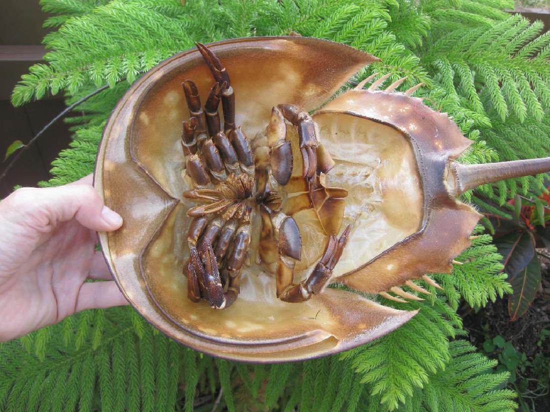 Genuine dried Shoe crab taxidermy from Florida beach; (1 of 9)