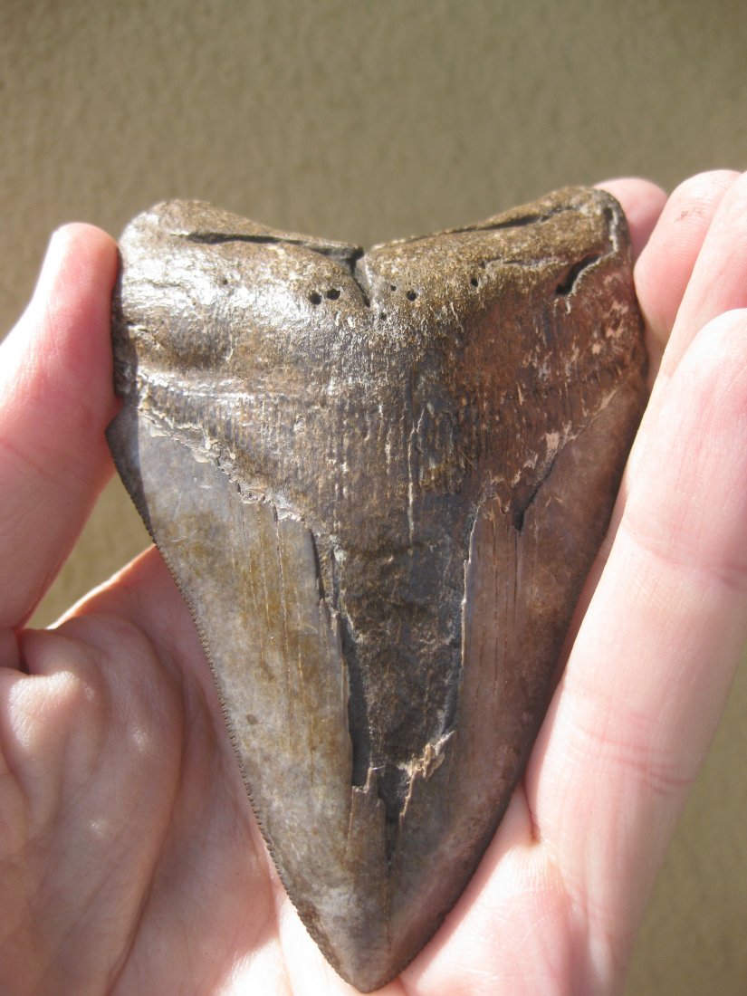 Giant Megalodon shark tooth petrified fossil - Aug 25, 2013 | Eternity