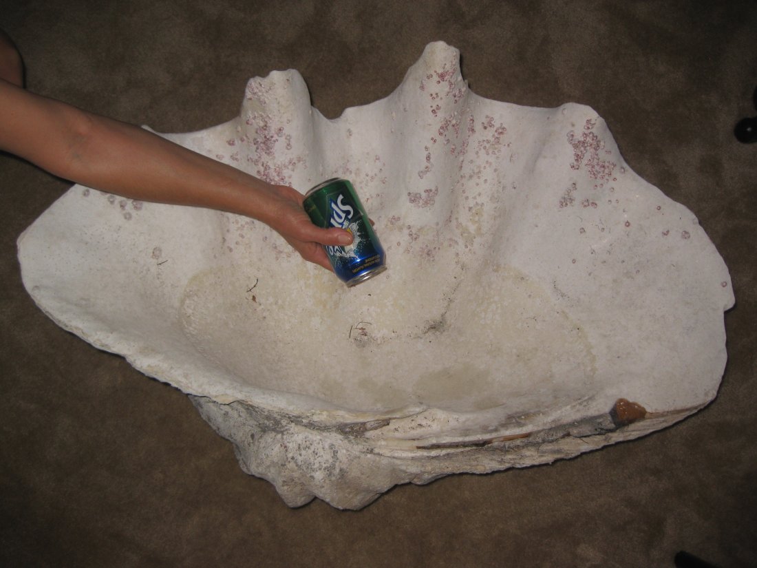 Gigantic Tridacna sea shell 34in=86 cm, 120 lb.= 54 kg: Rare Gigantic Tridacna sea shell 34in. = 86 cm, approximate weight 120 lb.= 54 kg Length: 34.5in inches = 86.25 cm; Width: 23 inches = 57.5 cm; Height: 14.5 inches = 36 cm; Approximate Weight: 110 lb.