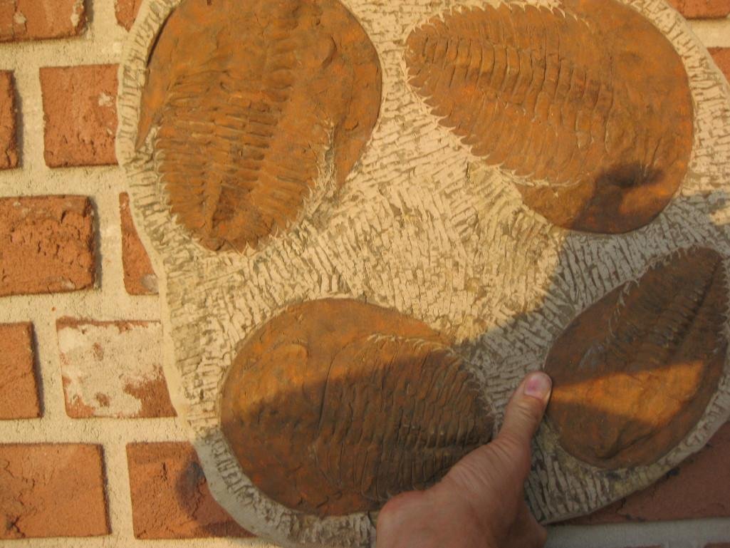 4 genuine fossil trilobites, 6-8 in., 520-250 million (1 of 10)