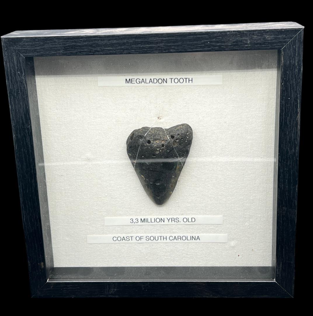 Framed megalodon tooth 3.3 million years old coast of South Carolina: Framed the wrighting says megalodon tooth 3.3 million years old coast of South Carolina