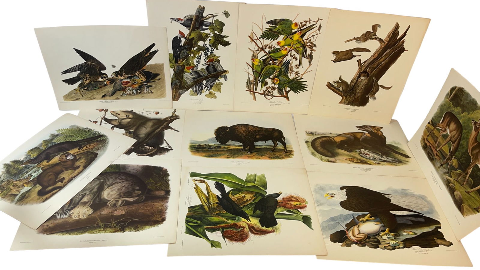 J.J. Audubon Lithograph Prints of Animals Lot (1 of 9)