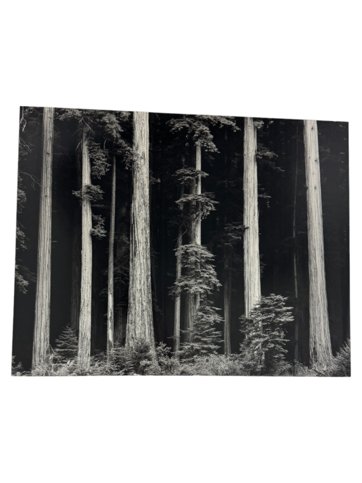 Ansel Adams | Northern California Coast Redwood Print (1 of 6)