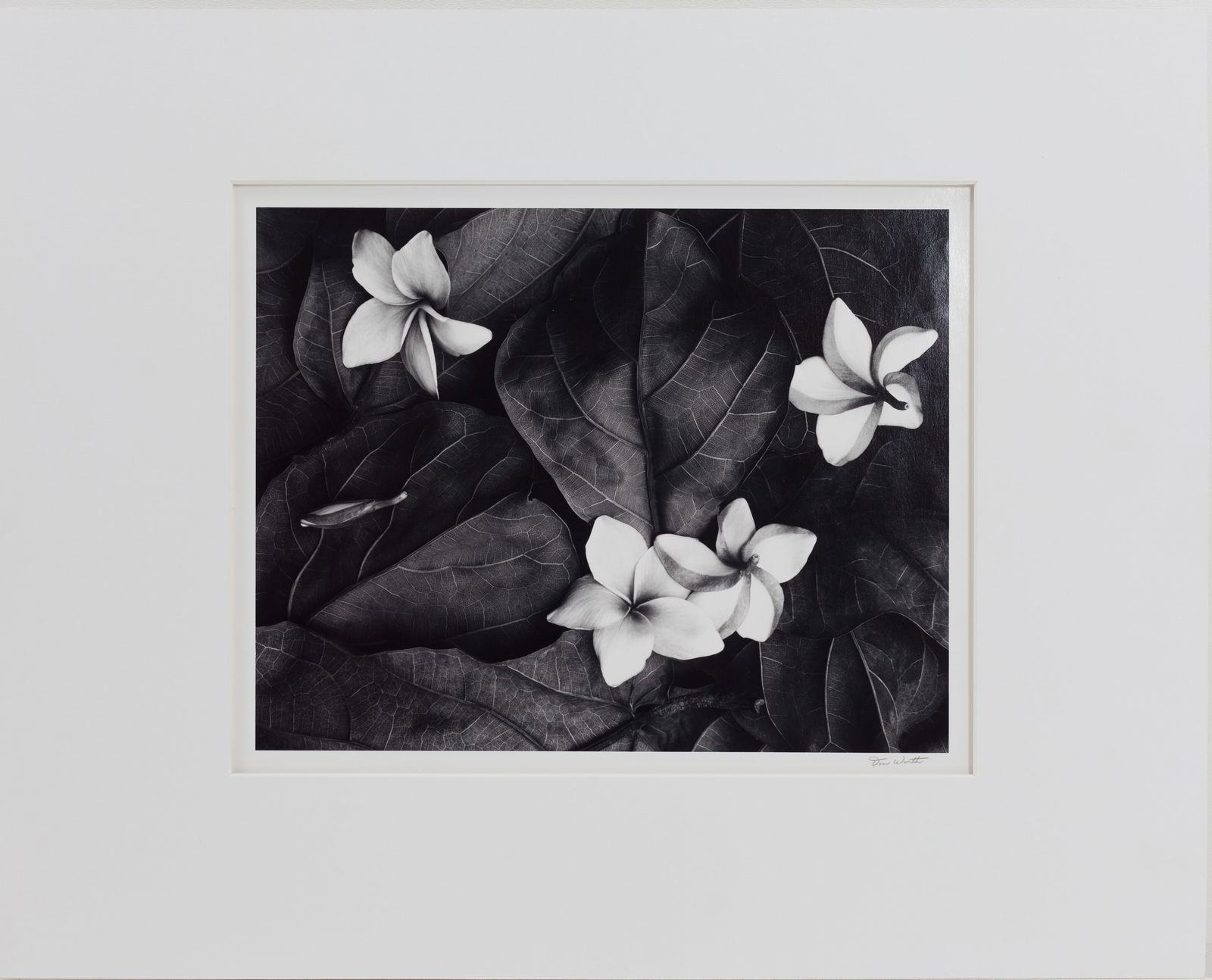 Plumera Blossoms, Heilo, Hawaii, 1991 Archival Gelatin Silver Print by Don Worth Signed 2005 32/75: Plumera Blossoms, Heilo, Hawaii, 1991 Archival Gelatin Silver Print by Don Worth Signed 2005 32/75. From the collection of Bob Smith. 14" x 11".