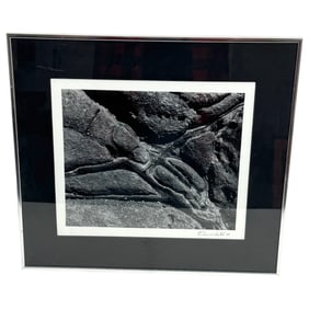 Geoff Fricker Camarasaurus Dinosaur Fossil Black & White Photograph Signed Bottom Right
