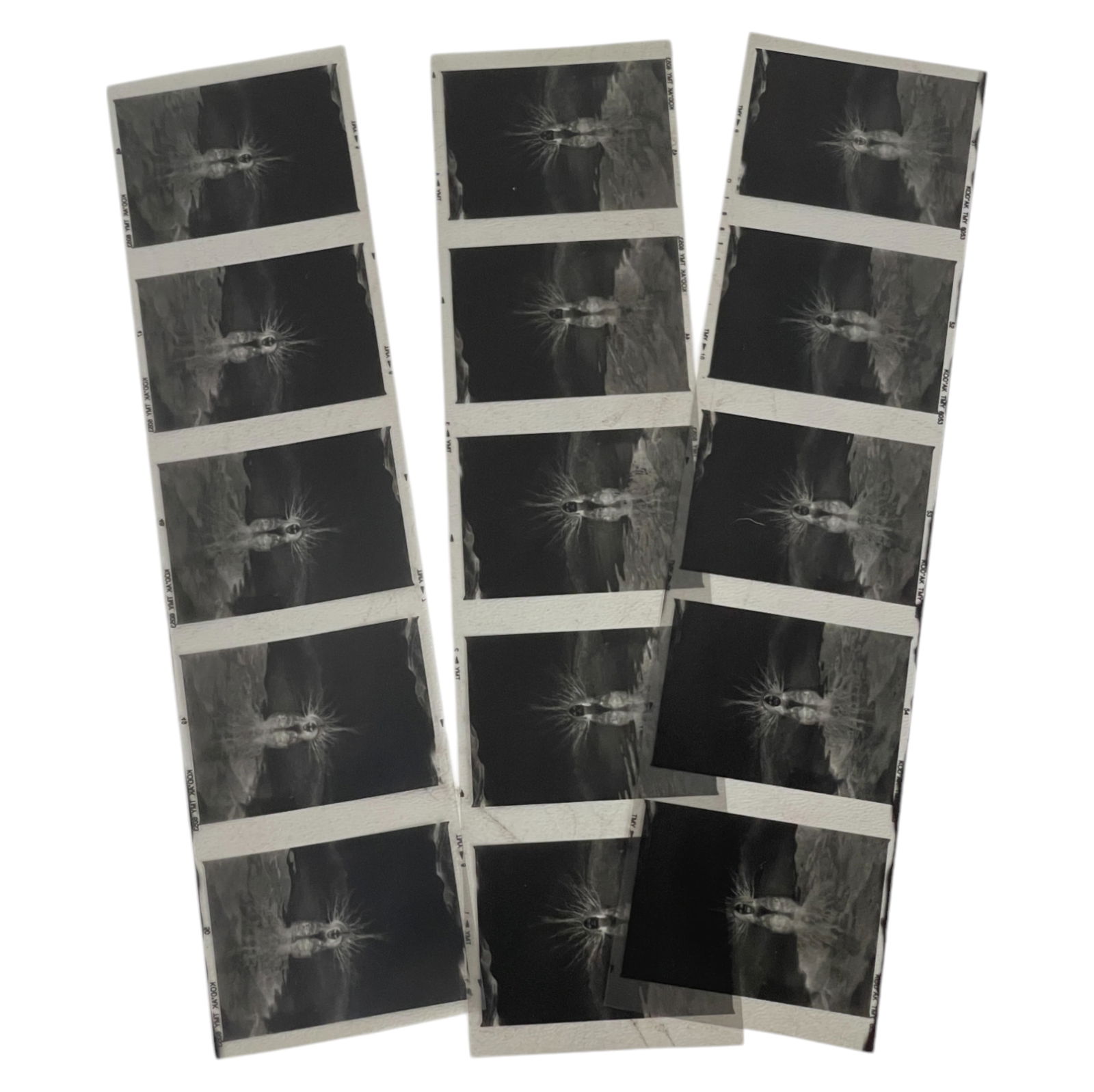 Vintage Professional Photograph Negatives?  Woman Model Fashion  Lot 3 (1 of 3)