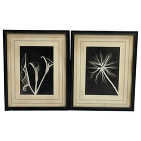 DAIN L. TASKER - X-ray of a Lily Lot 2