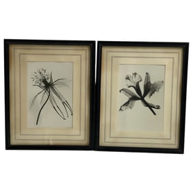 DAIN L. TASKER - X-ray of a Lily Lot 3