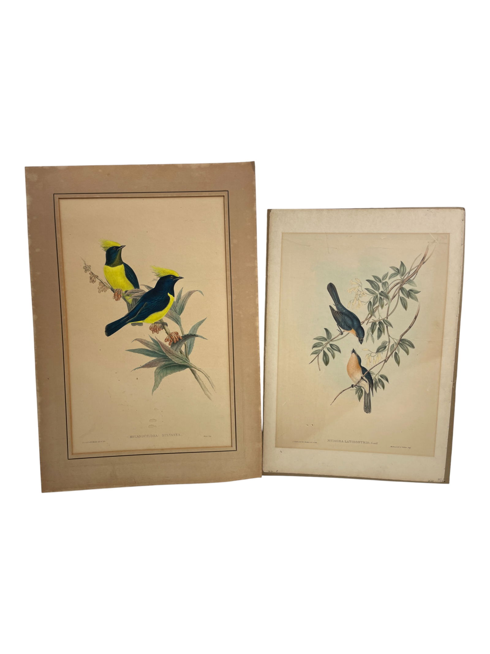 Antique Could Hummingbirds Pl.158 Birds Asia Etching Lot of 2 (1 of 9)