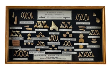 Ancient Marine Reptile and Shark Fossil Collection 40-65 Million Years Old From Khouribga, Morocco