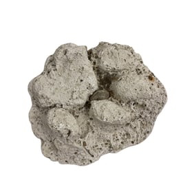 Ancient Coral Natural Fossil  Rock