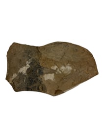 Ancient Fish Fossils In A Slab Of Rock