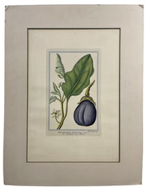 Bouchard Maddalena - Hand Painted Engraving Melongena, fructu oblongo, Violaceo