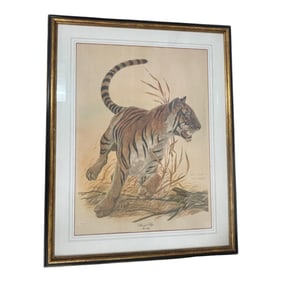 Framed Wildlife Print Bengal Tiger