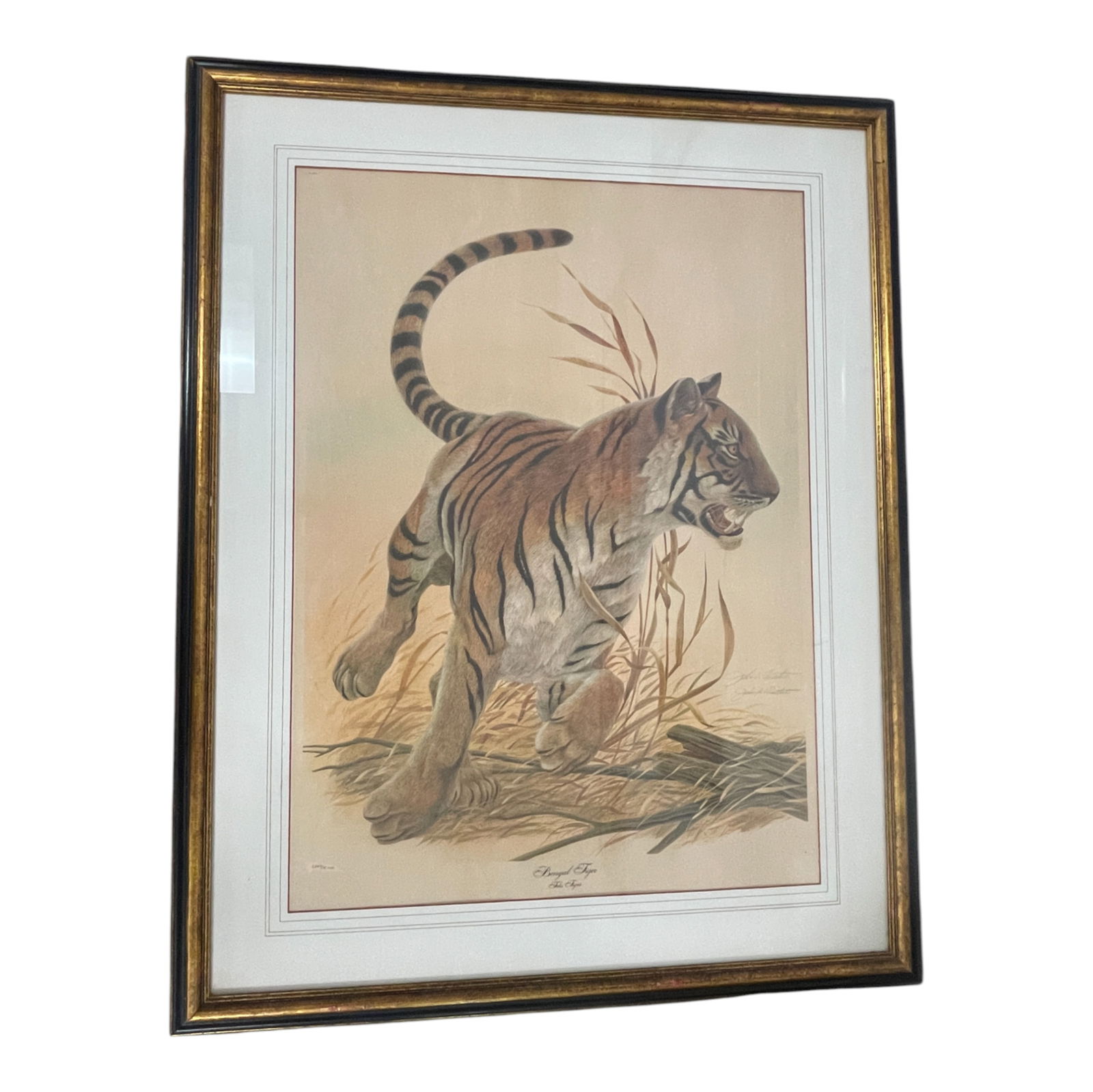 Framed Wildlife Print  Bengal Tiger (1 of 5)