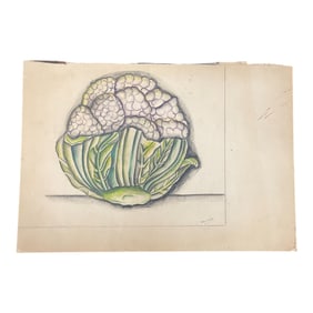Vintage Colored Pencil Illustration Cauliflower